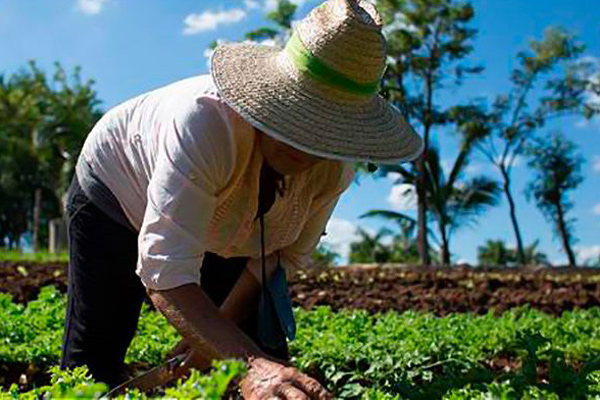 1705 cuba campesinos