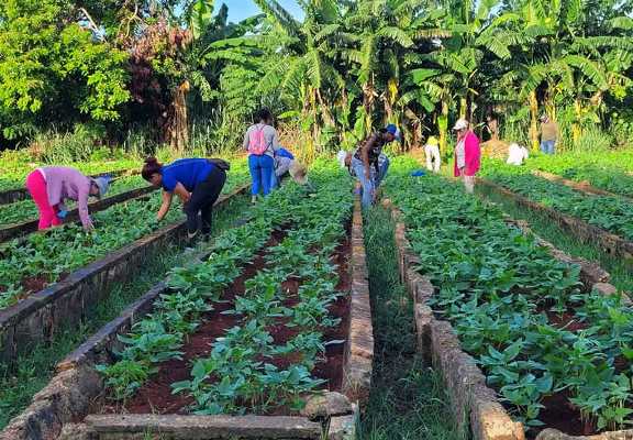 organoponicos matanzas 1