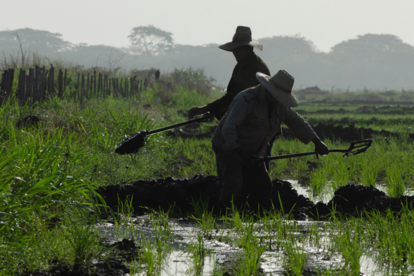 1 principal arroz 3925