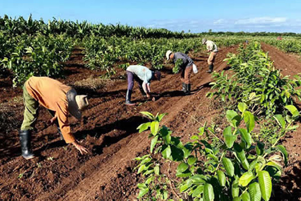 campo la amelia camalote