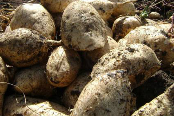 boniatos