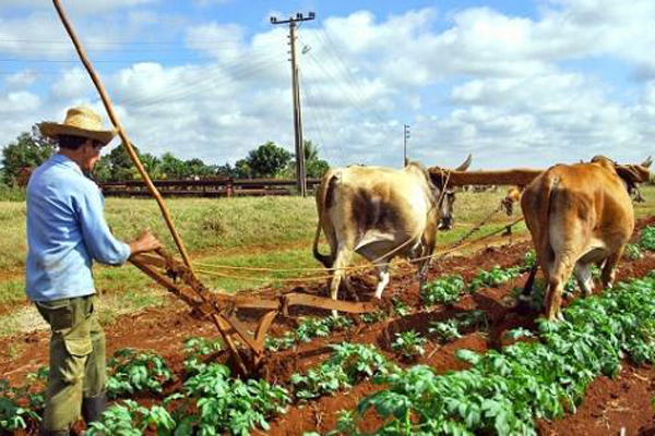 campesinos cubanos producci