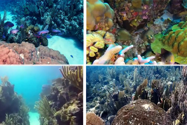 w2XP 57615715 arrecifes cub