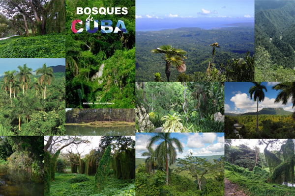PQRc 55680389 bosques cuba