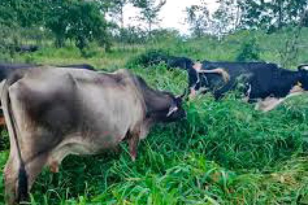 Proyecto Cuba-FAO fortalece sistemas agrícolas