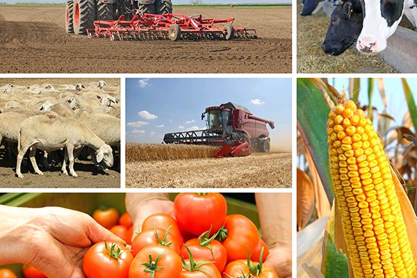 Camagüey implementa medidas claves para fortalecer la agricultura