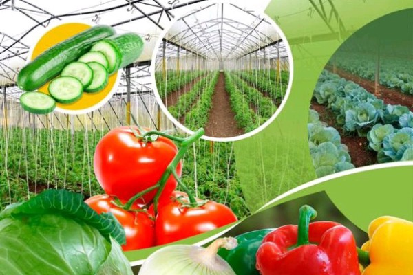 Camagüey avanza con auditoría para asegurar cumplimiento de Ley de Soberanía Alimentaria 