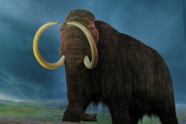 Mamut rusia large