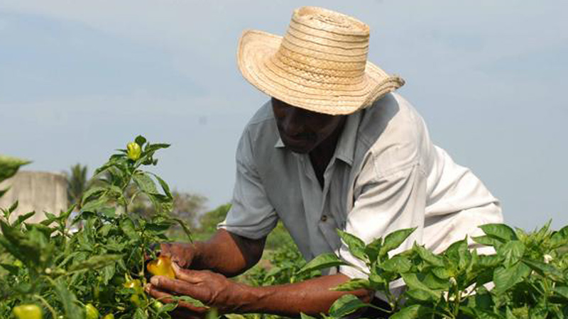 0307 campesino4