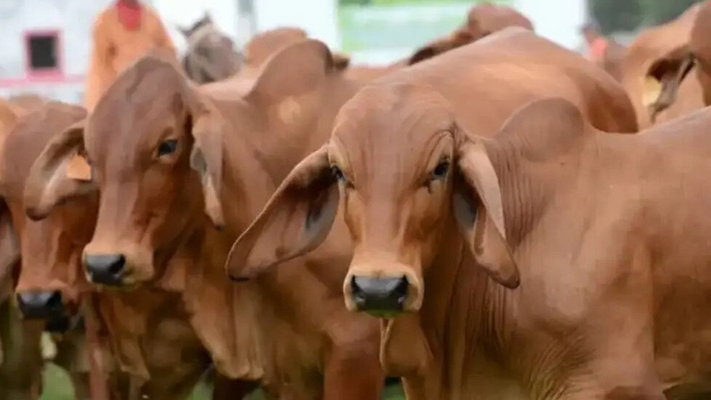 Nicaragua's livestock sector...