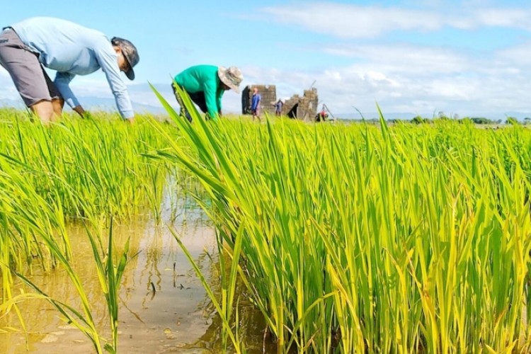 Sustainable fertilization project aspires to the National Environmental Award in Camagüey