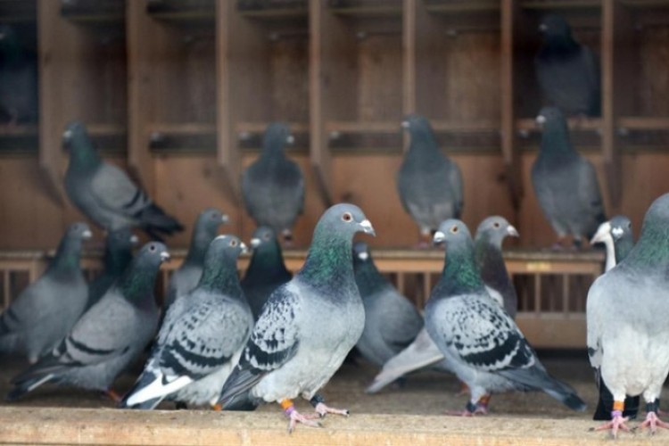 Vertientes Pigeon Racing Association organizes its participation in national event